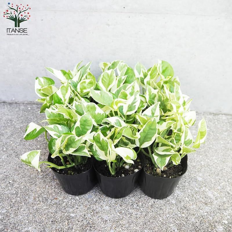 ＩＴＡＮＳＥ ポトス エンジョイ 3号 6個セット 品種で選べる観葉植物 学名 Epipremnum aureum N Joy サトイモ科エピプレムヌム属 非耐寒性常緑つる性多年草 原産地 ソロモン諸島 別名 ゴールデンポトス 黄金カズラ オウゴ YUZUMIYA_COM