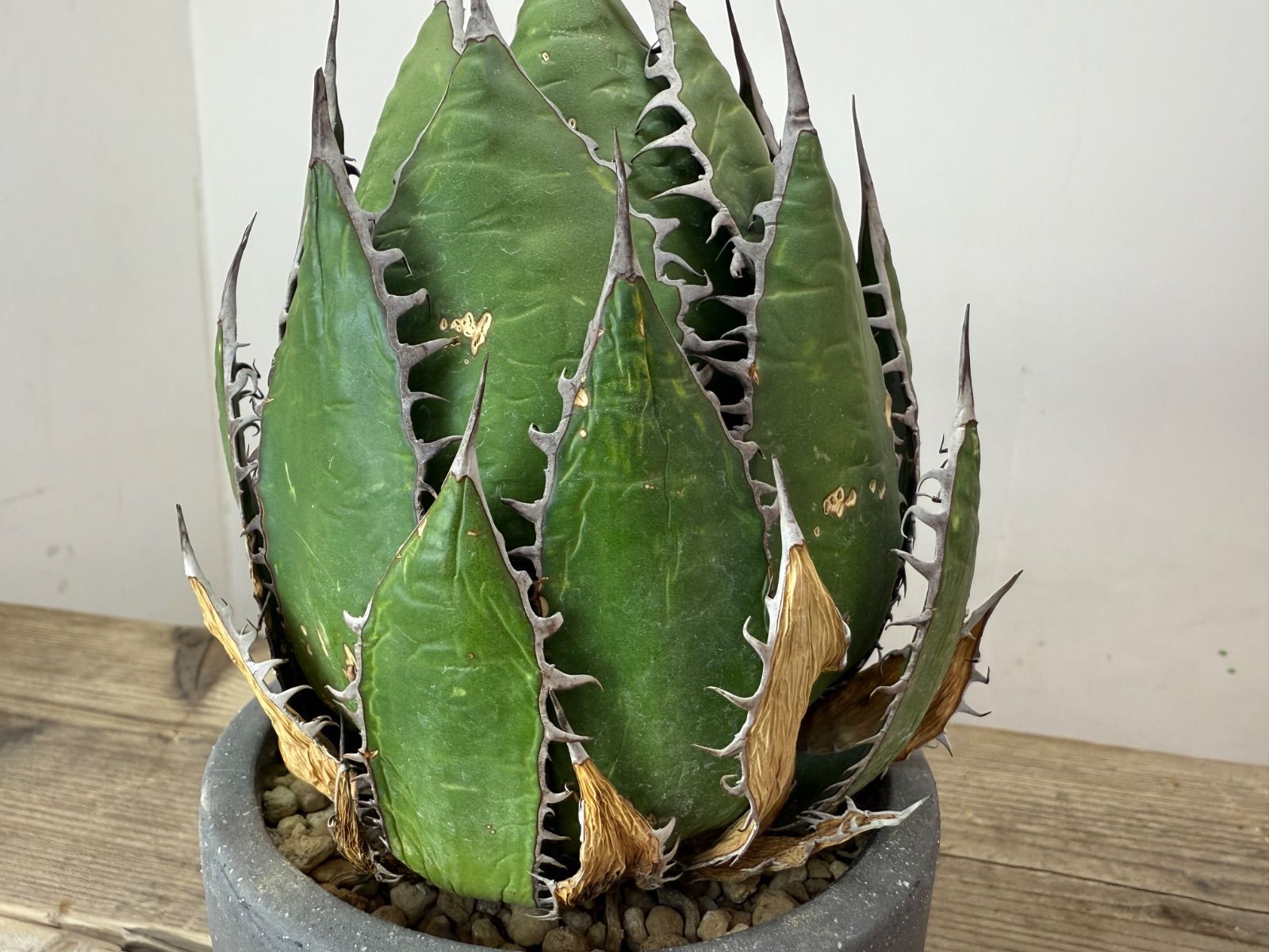 大株 発根済