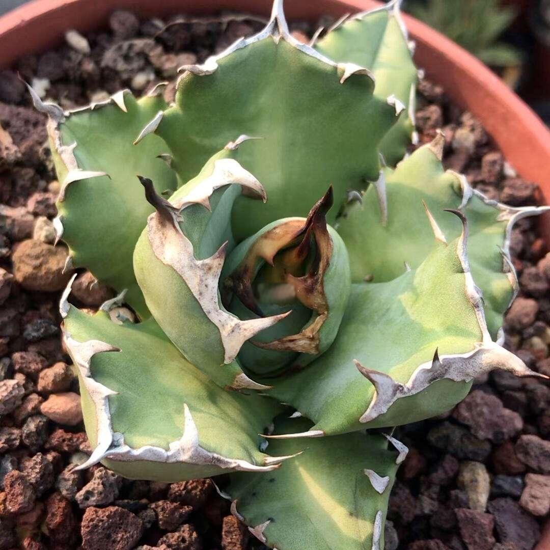 クリアランス アガベ チタノタ ブラック・ダイヤモンド 極上株 包葉型