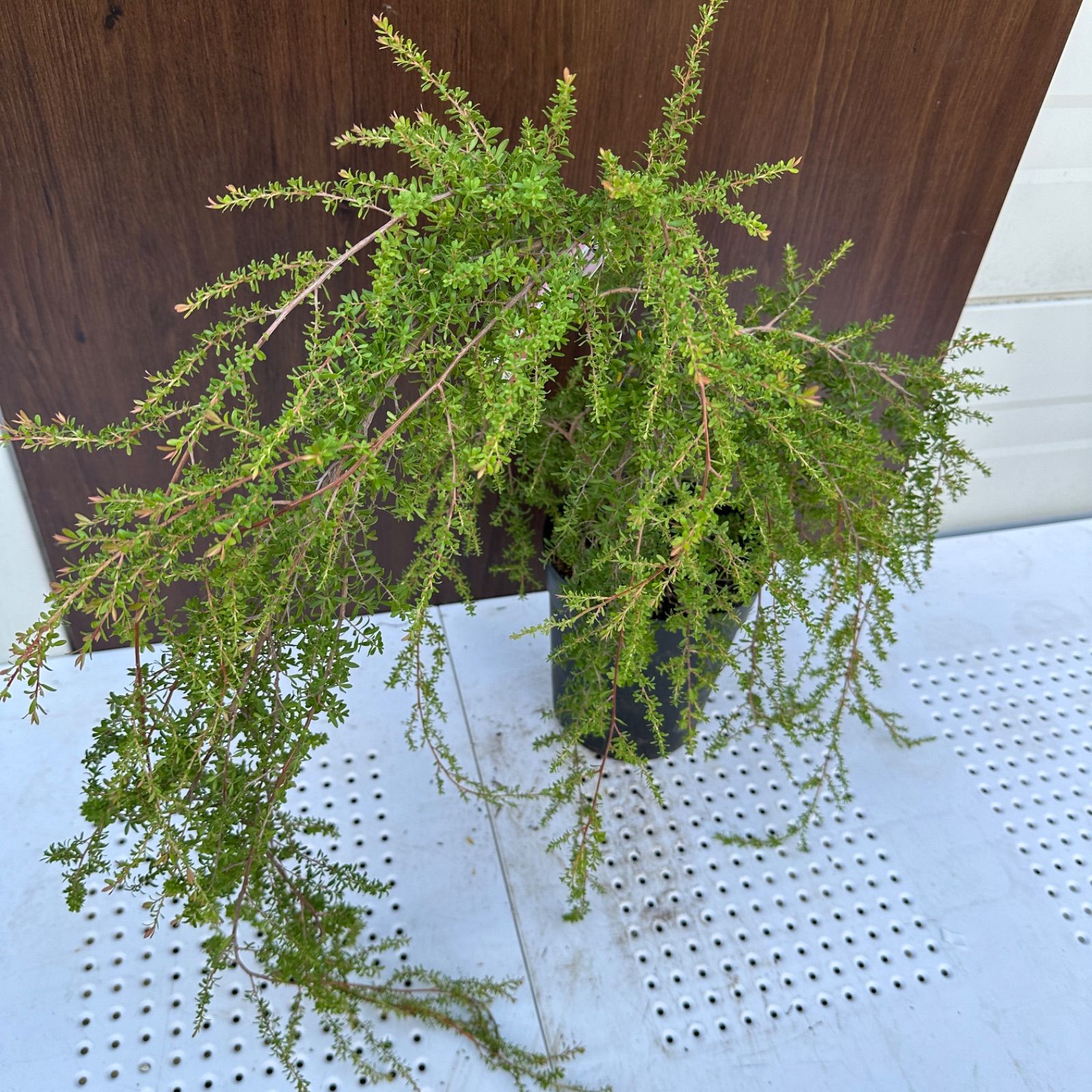 現品】④ レプトスペルマム バーチカルドロップ 6号 ティーツリー