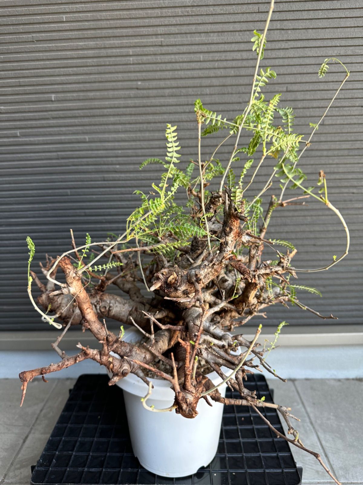 ボスウェリア ネグレクタ 特大株 美樹形 - メルカリ 