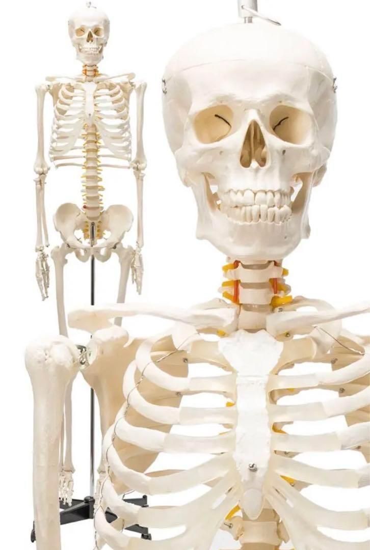 B1743等身大 人体模型 170cm神経根有り全身骨格模型 骨格標本 骸骨模型 R1743等身大 人体模型 170cm神経根有り全身骨格模型 骨格標本