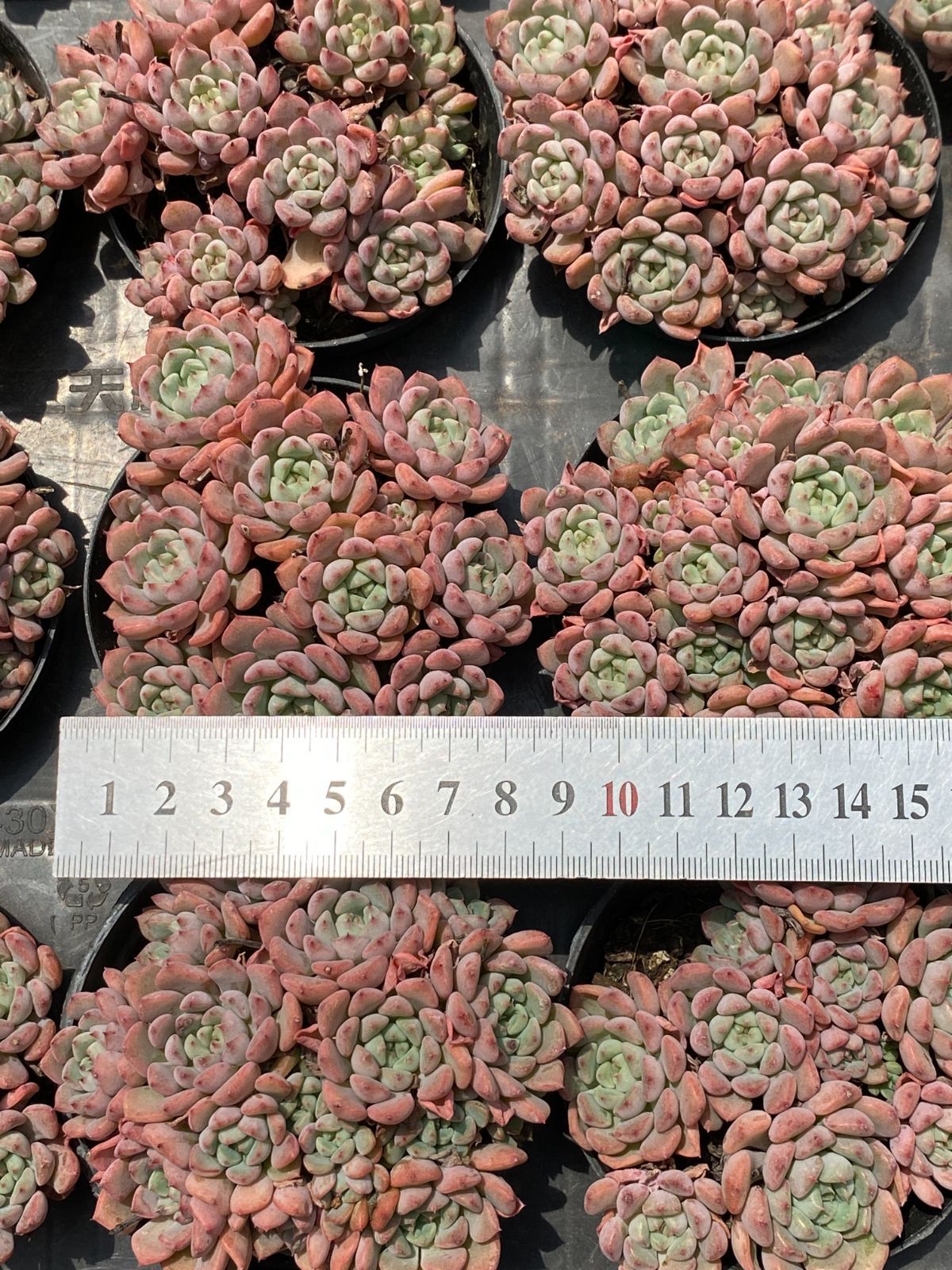 ZM1688キュートバブル群生 韓国苗 多肉植物 抜き苗 エケベリア