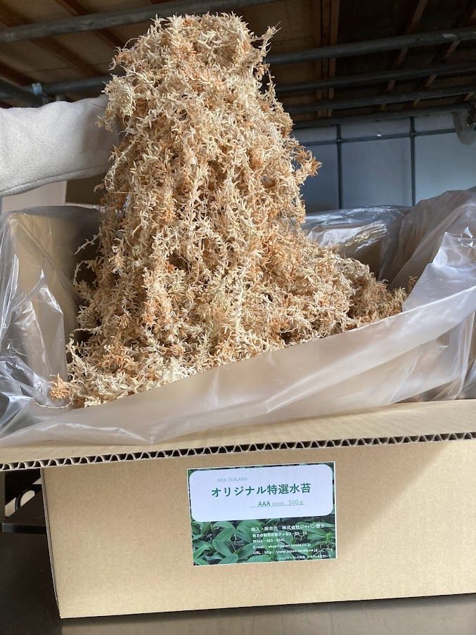 特選 水苔 3kg ニュージー産 AAA ニュージーランド 晒せ