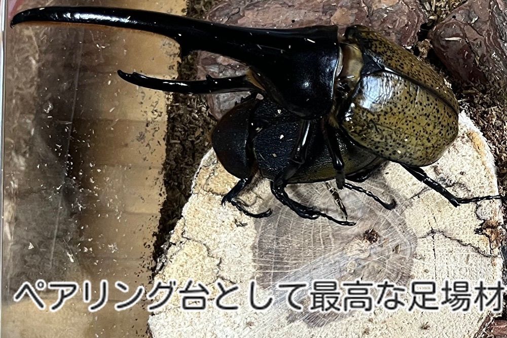 くぬぎ・ならの端材+カット材 Sサイズ+丁度良い割れ材 20〜30個箱満杯