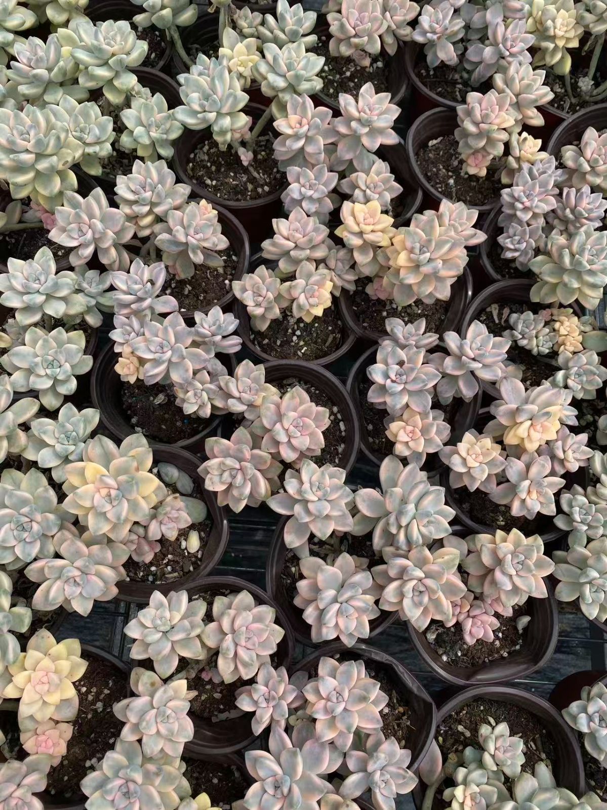 MWHY1104×50 イチゴシュークリーム 抜き苗 多肉植物 アエオニウム