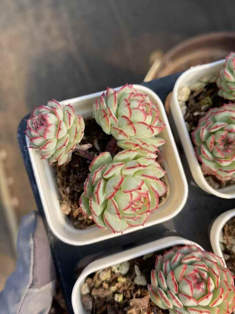 新入荷 小紅船 MY314×48鉢 抜き苗 多肉植物 エケベリア サボテン 韓国