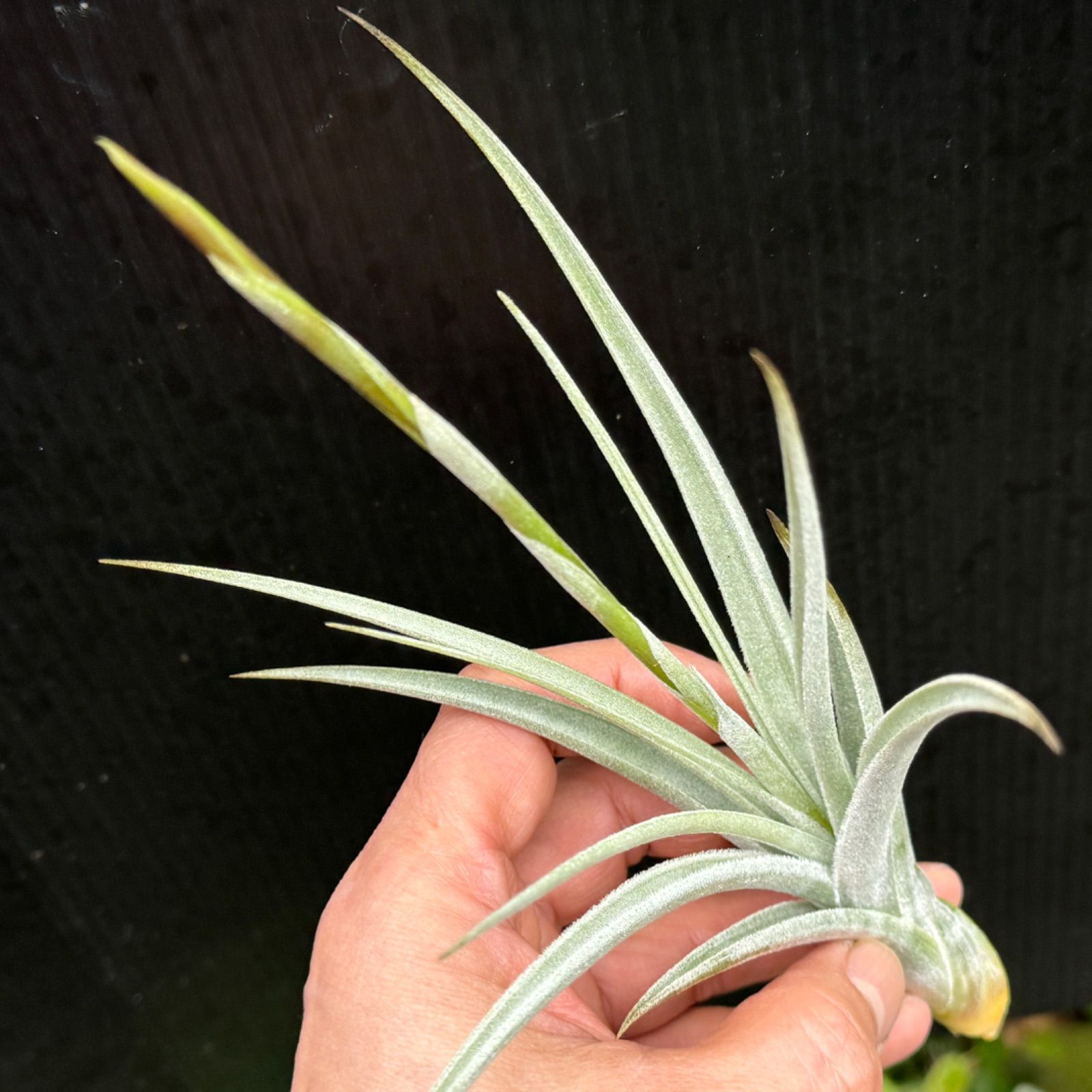 Tillandsia ロレンツィアナ lorentziana チランジア | 花芽