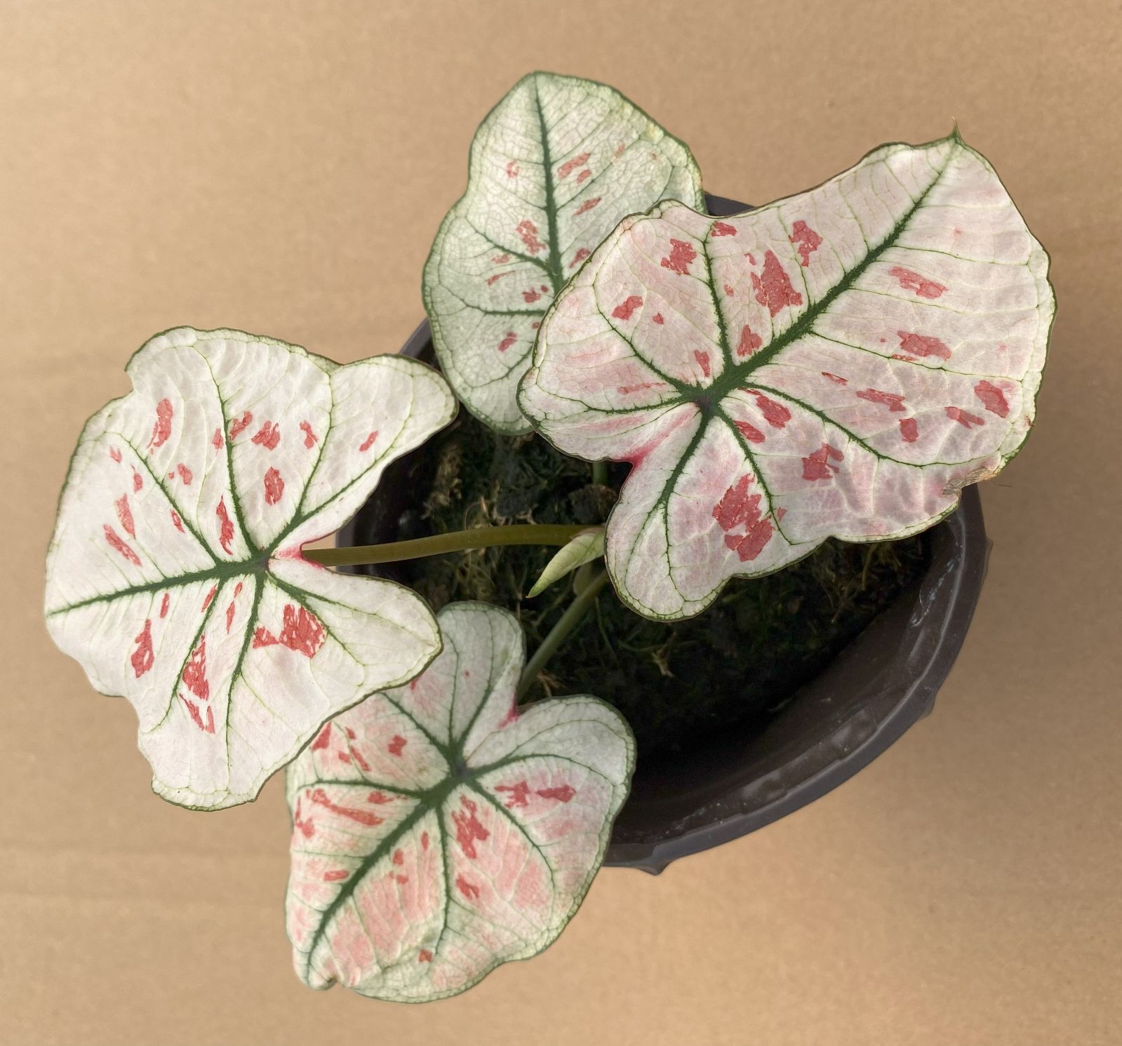 20鉢の土鉢付きセット カラジウム 観葉植物 佐川急便発送 エケベリア 韓国苗 CE-800