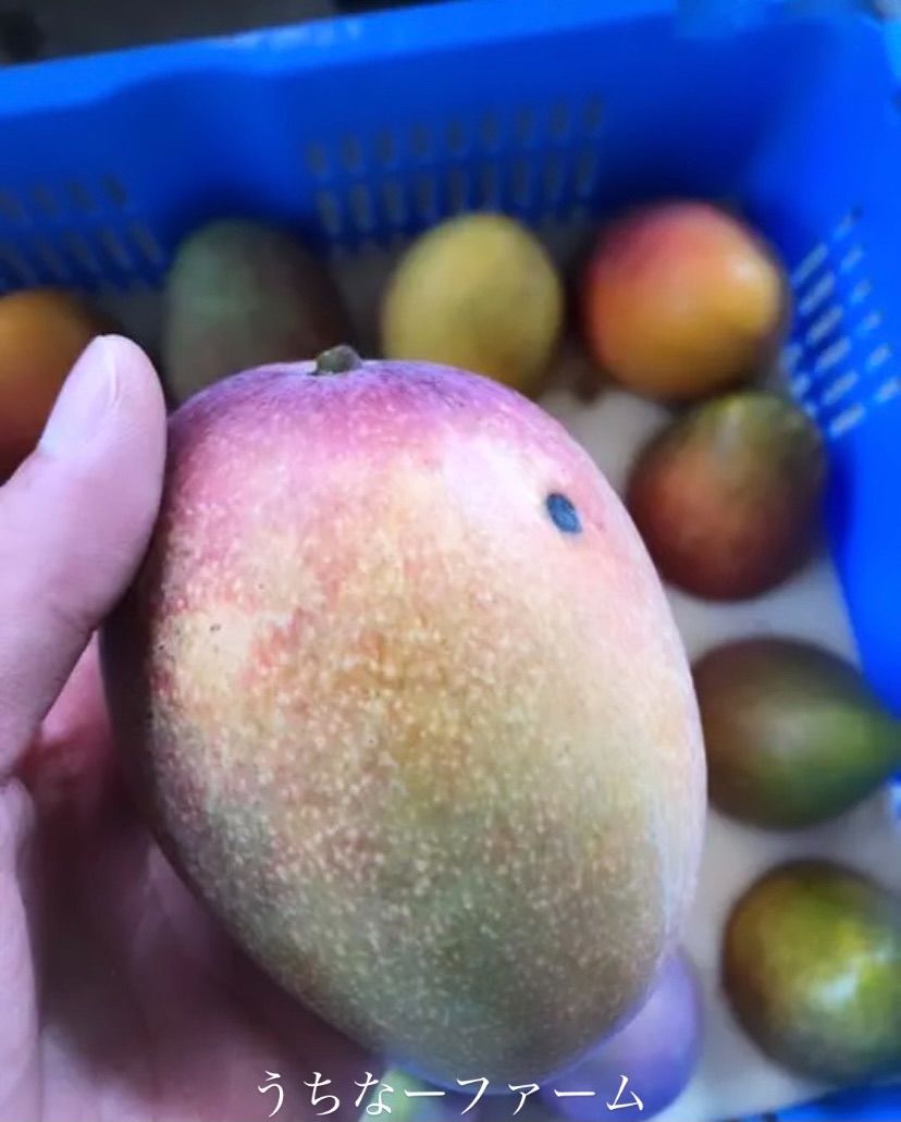 沖縄産地直送、クール便込！【完熟マンゴー】家庭用2Kg(箱込み