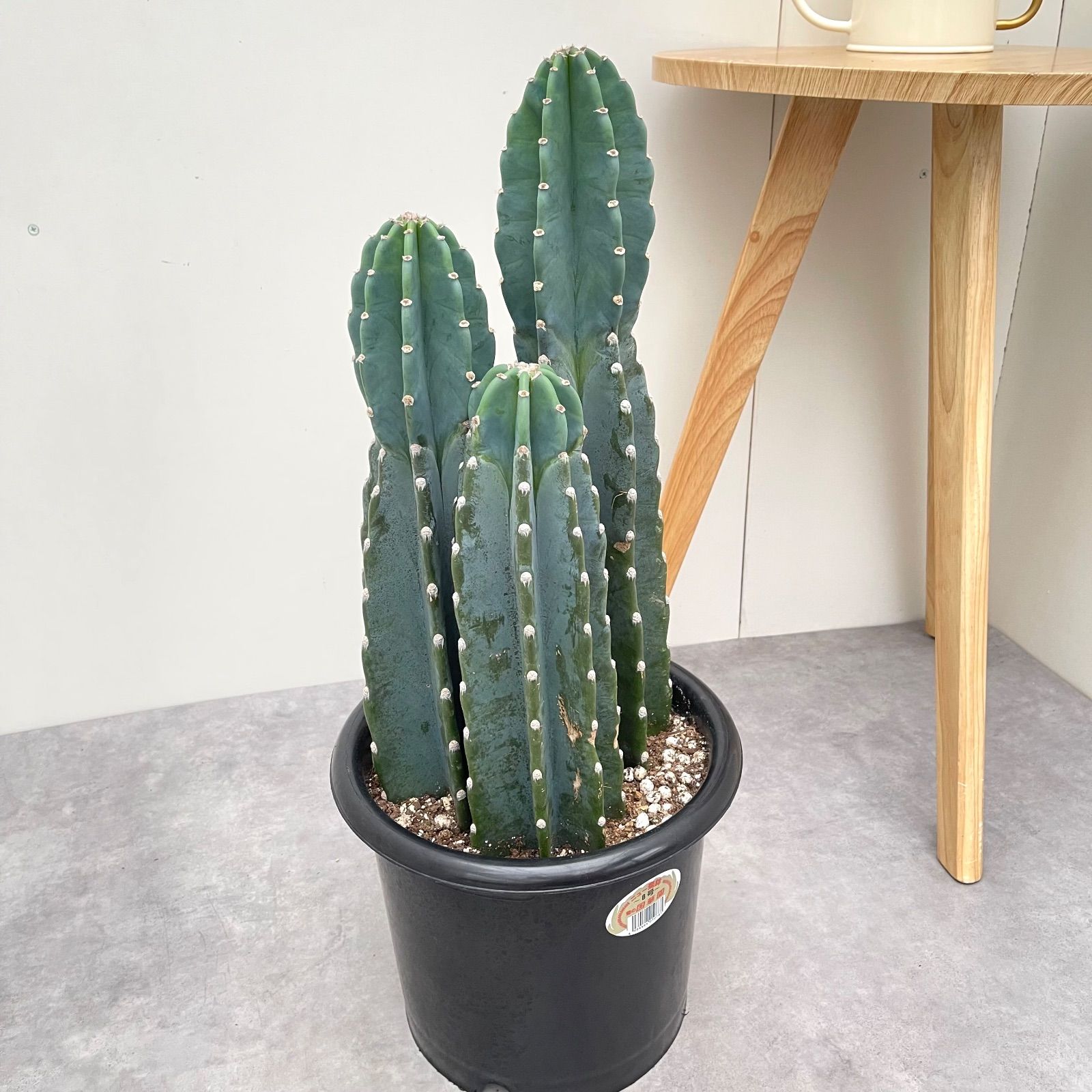 柱サボテン 3本立て 2【現品】観葉植物 ドライガーデン 大型 柱サボテン 3本立て 2【現品】観葉植物 ドライガーデン 大型