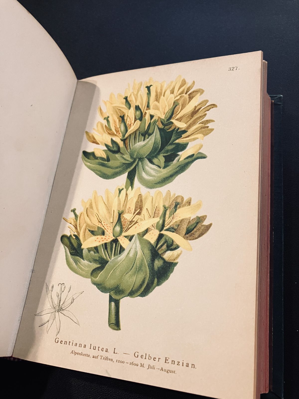 1887年の植物図鑑 リトグラフ図版100枚以上