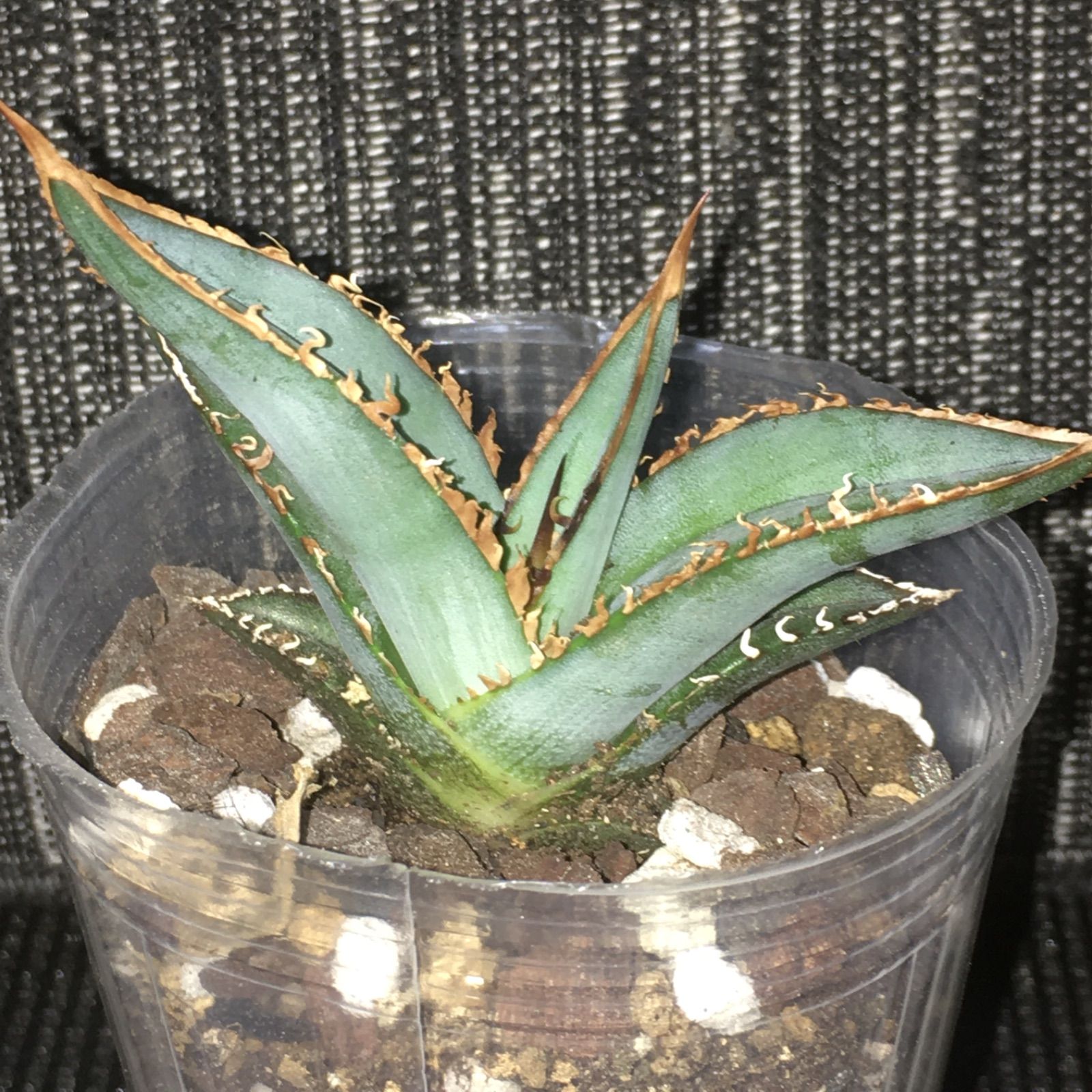 アガベ チタノタ オテロイ 発根済み agave titanota oteroi - メルカリ