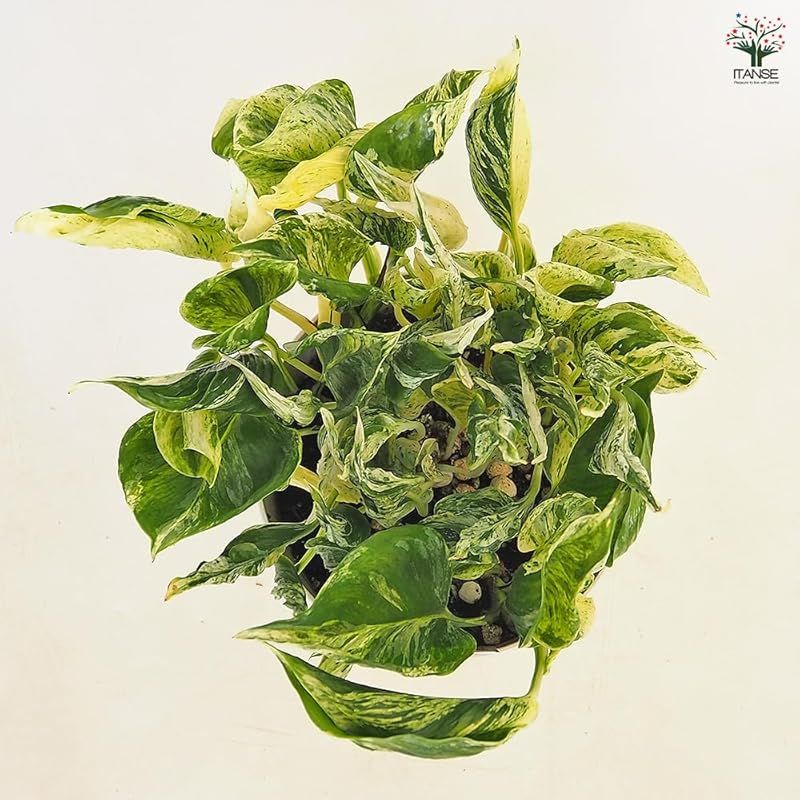 Epipremnum aureum