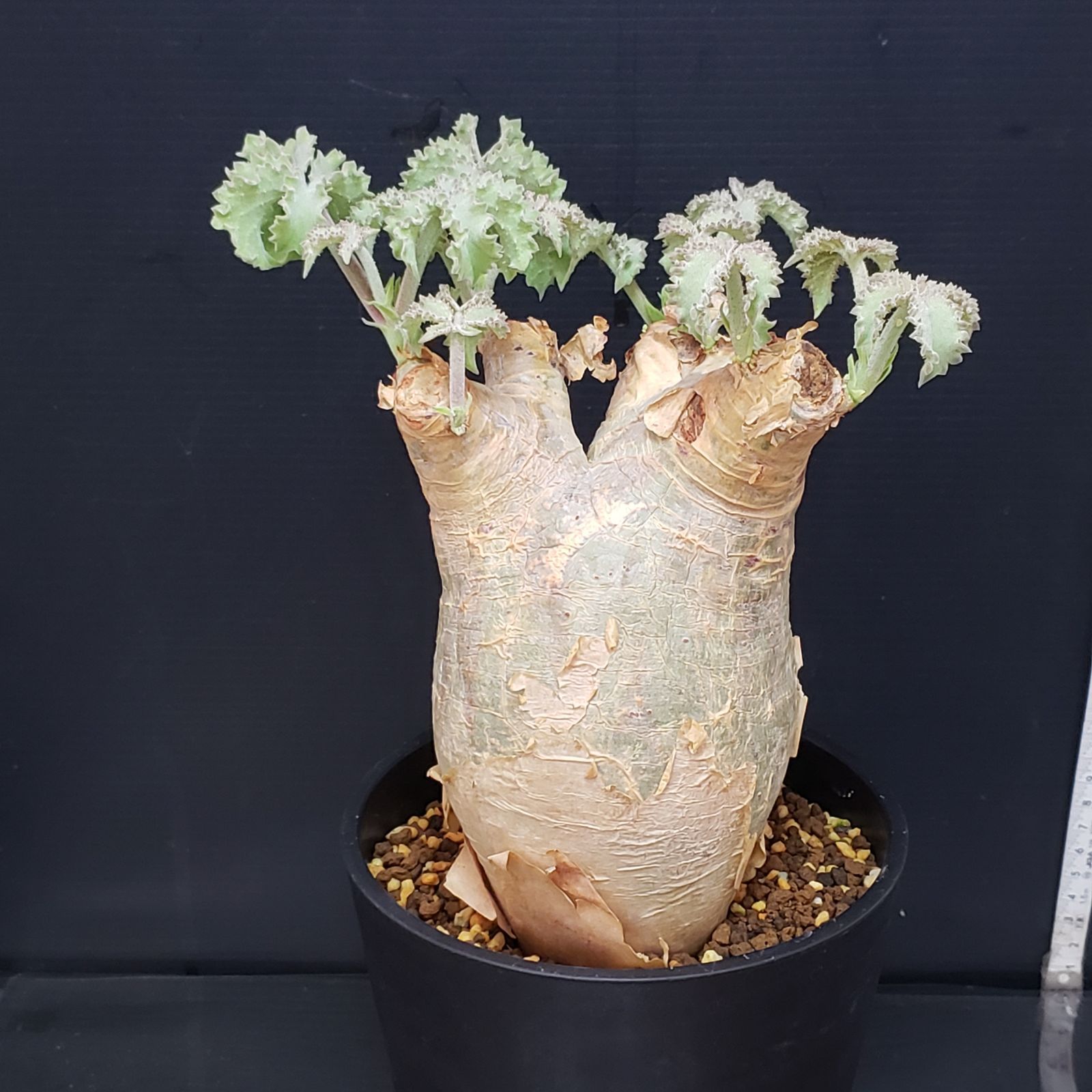 A374【自社養生株】キフォステンマ マクロプス（M）（現地球・発根株