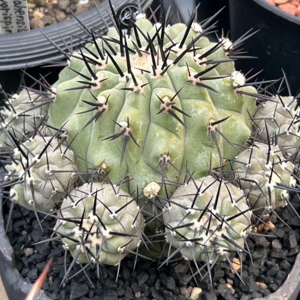 黒王丸　実生　子株株付き コピアポア：黒王丸（コクオウマル）実生株 2.5号鉢植え の通販