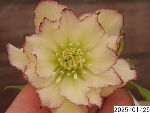 花1ガク0蕾2 開花株3.5号 小野寺園芸生産 多弁ダブル くるしく