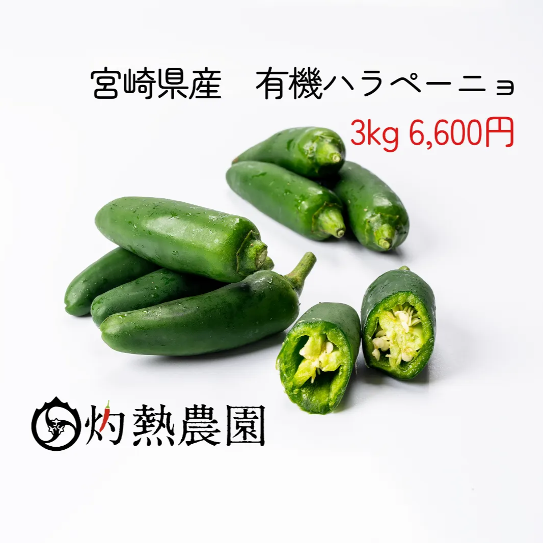 長野県産　おっきなハラペーニョ　3kg以上