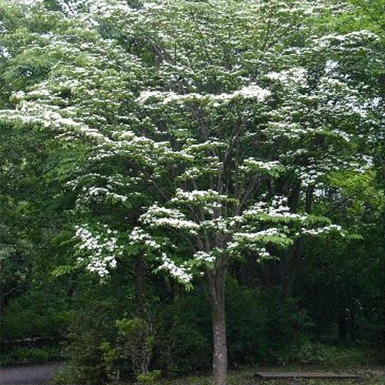 ヤマボウシ苗 落葉樹 大きめ苗 苗/苗木 【10本セット】 ヤマボウシ