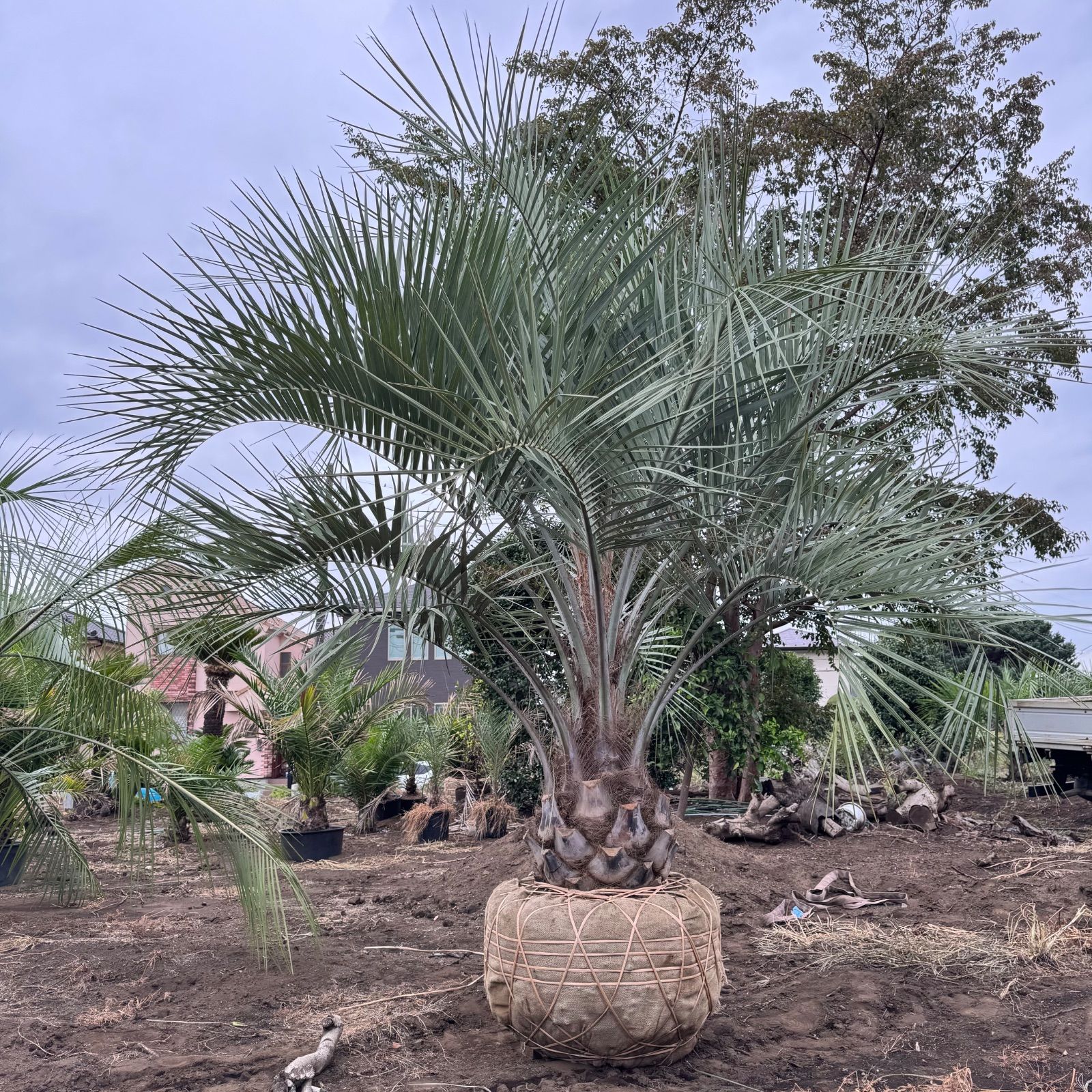 ココスヤシ3m 極太幹】3m ココスヤシ - メルカリ