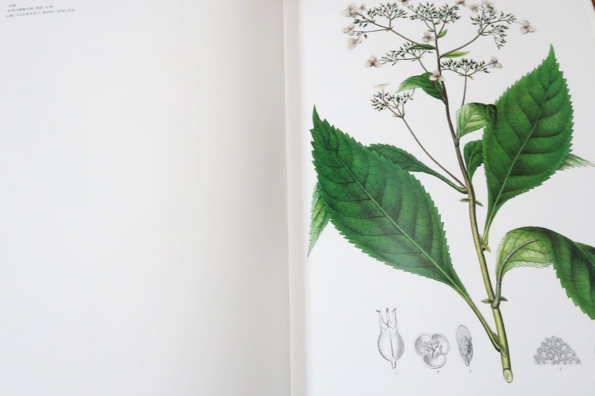 原色精密・日本植物図譜/シーボルト・フロラ・ヤポニカ/定価43000円