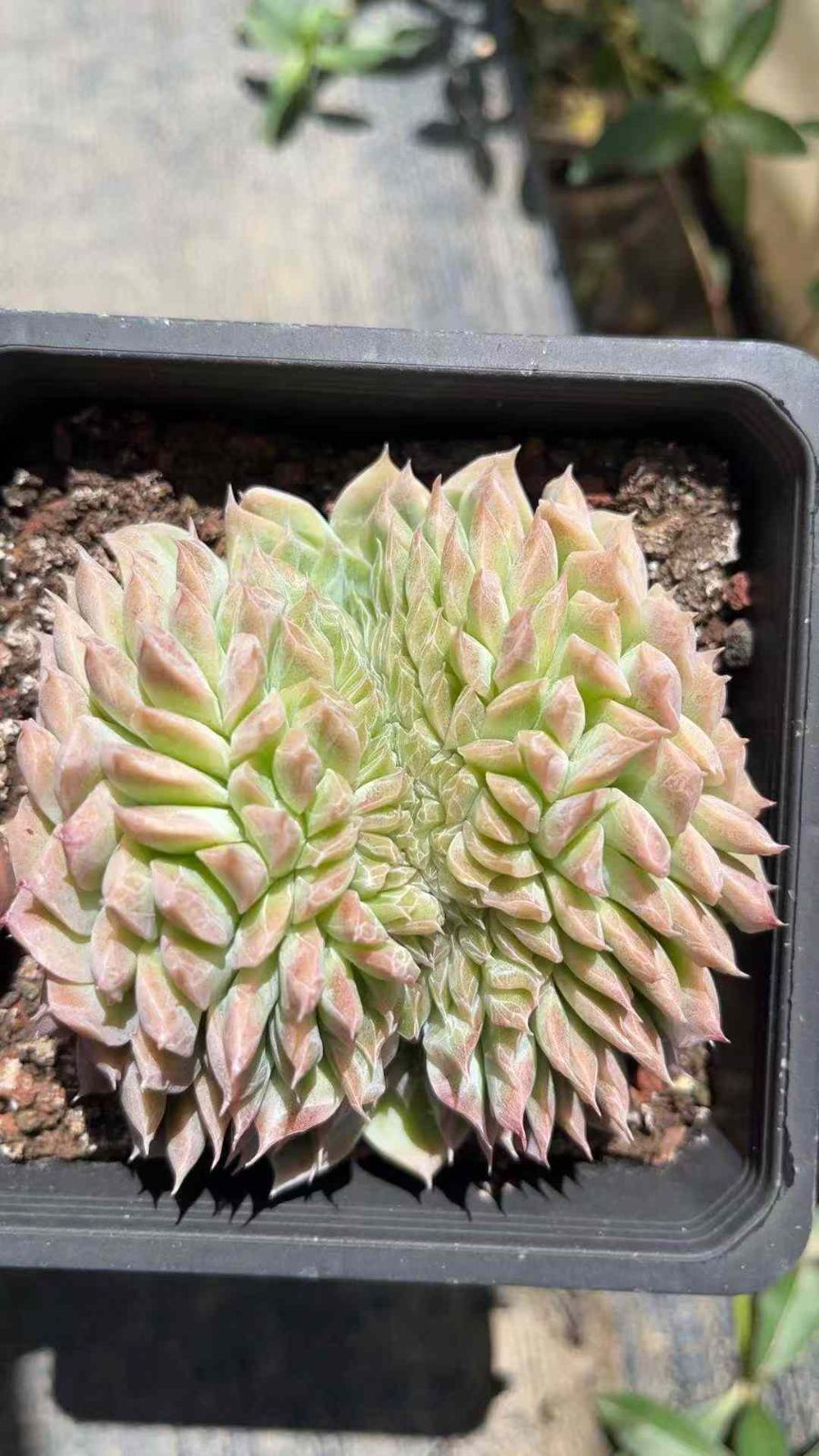 WBLHF2148×12 トウフンジョオウカ 抜き苗 多肉植物 アエオニウム エケベリア 韓国苗