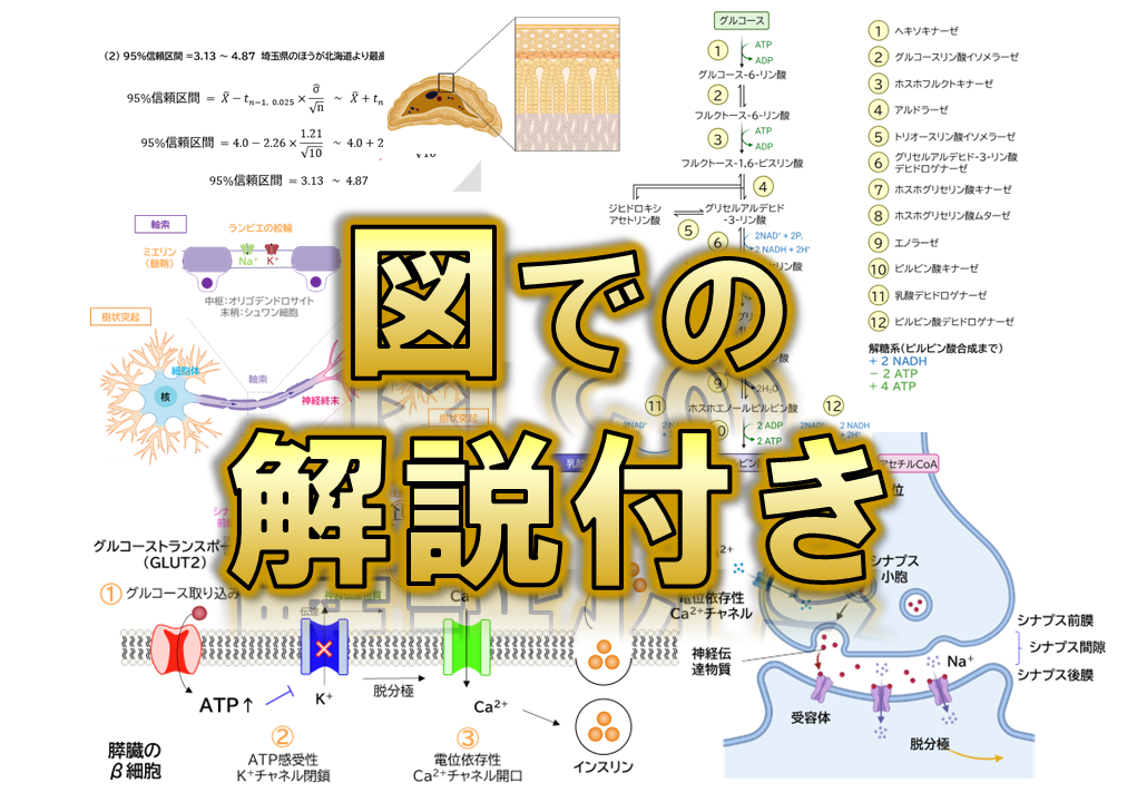 【旭川医科大学】2024年度 解答解説 医学部学士編入