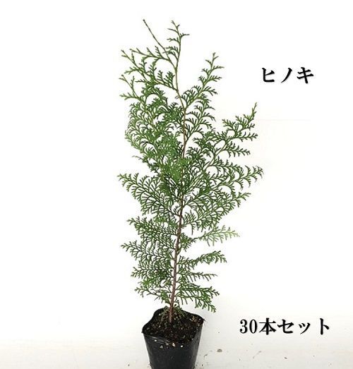 30本セット ヒノキ樹高0.3m前後10.5cmポット