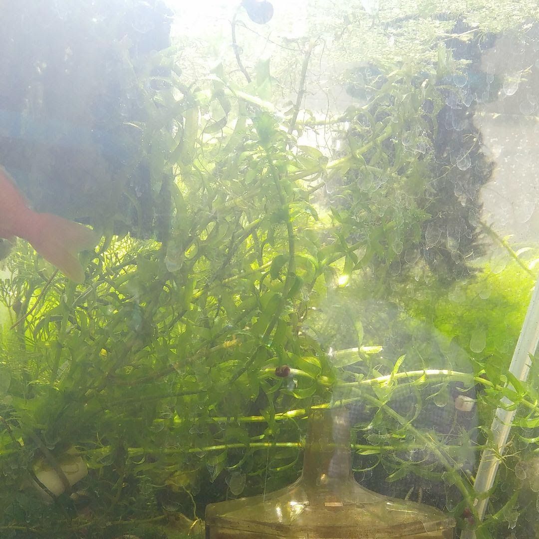 20本20cm以上 無農薬アナカリス(オオカナダモ)餌水草金魚草金魚藻 - 水草