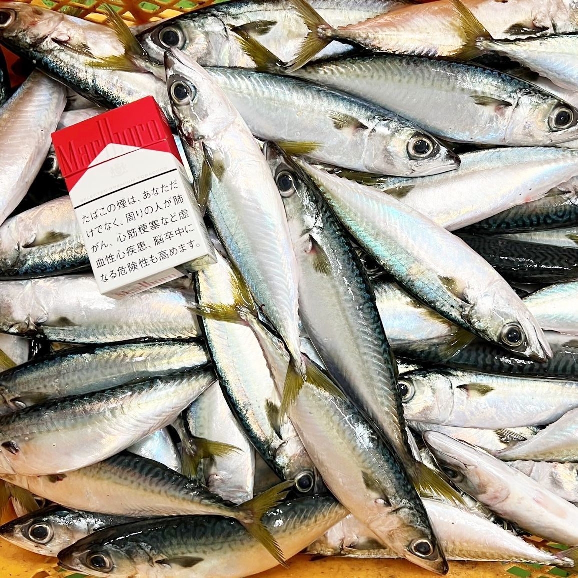 冷凍エサ サバ サバっ子 鯖 一括冷凍 釣り餌 釣りエサ 船釣り 根魚 青物 熱帯魚 大型魚 テンヤ 販売