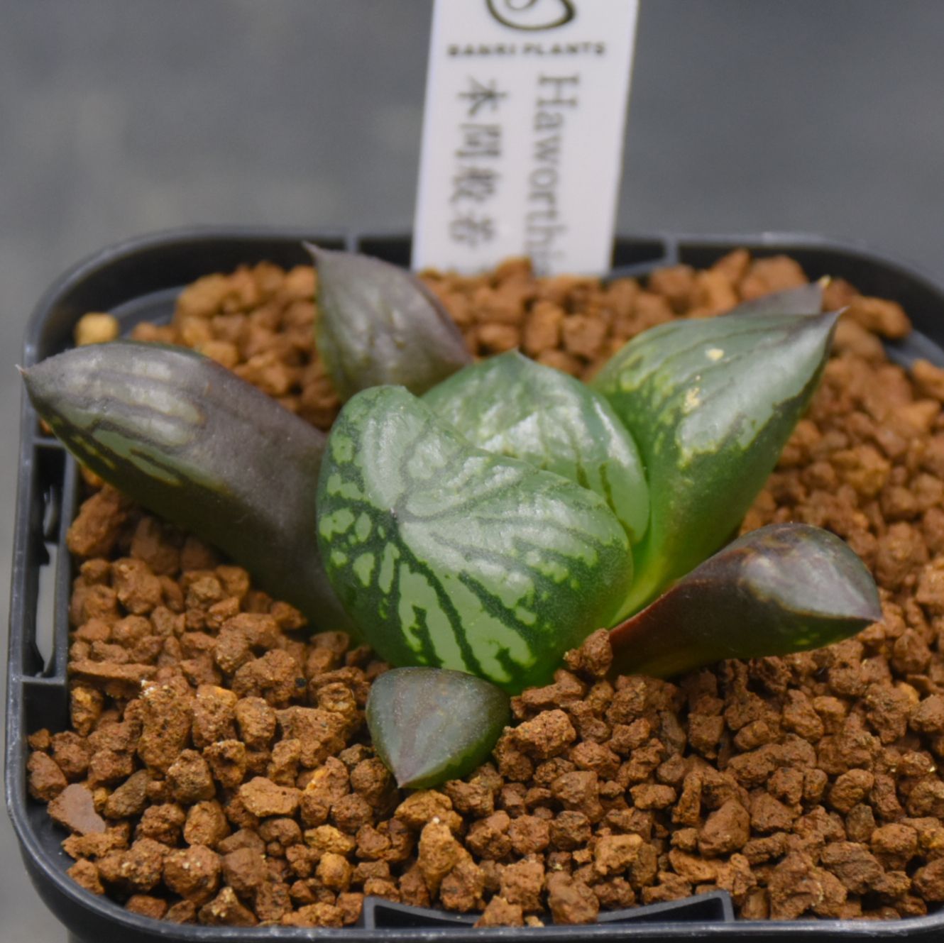 BP』ハオルチア 本間般若 N-1 - メルカリ