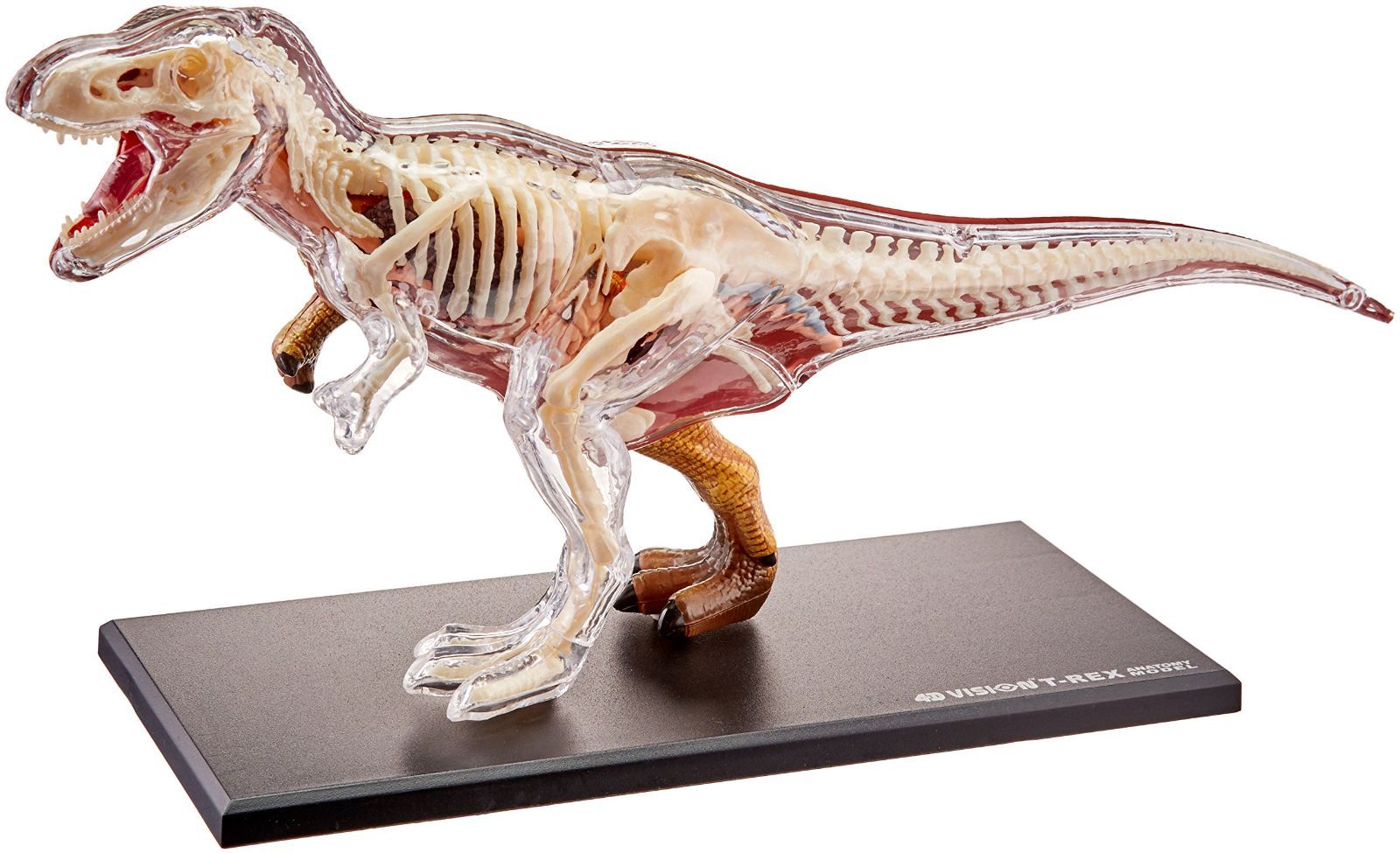 新着商品 恐竜 T-Rex 動物 解剖 骨 模型 立体 モデル ４D 教材 入学祝い Famemaster MERCADOAVALIA_COM_BR