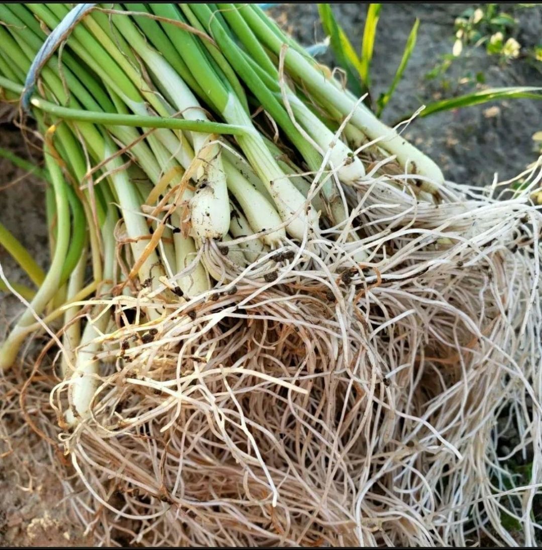 【中晩生】玉ねぎ苗◆ターザン5000本 12月12日(金)が今期最終発送】玉ねぎ 苗 100本＼10月末から発送／(中生