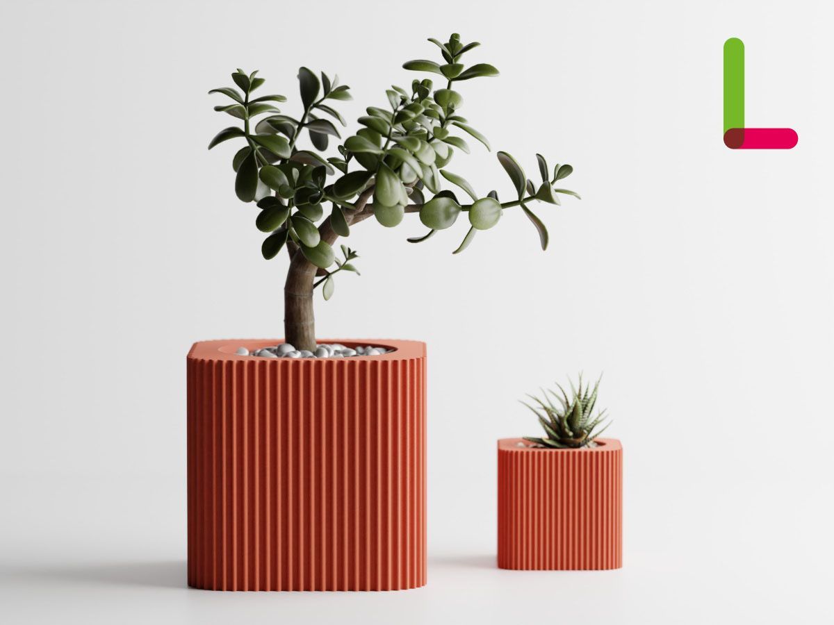 フィカス・エラスティカ 『ドリーミーアサヒ』 フィカス エラスティカ