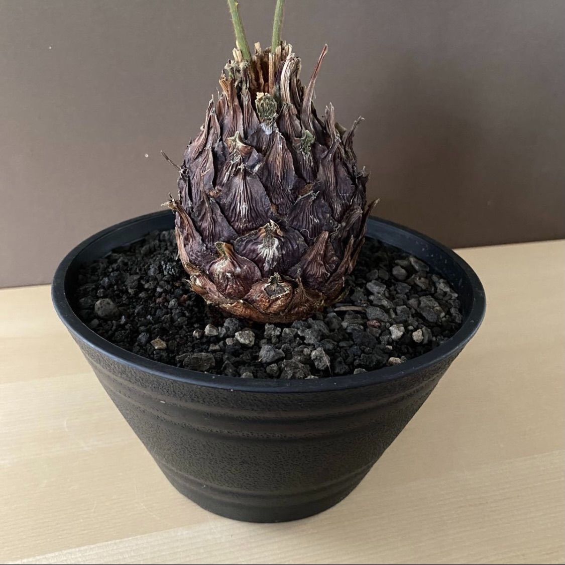 ソテツ ヤシの木 観葉植物 ガーデニング 多肉植物 サボテン