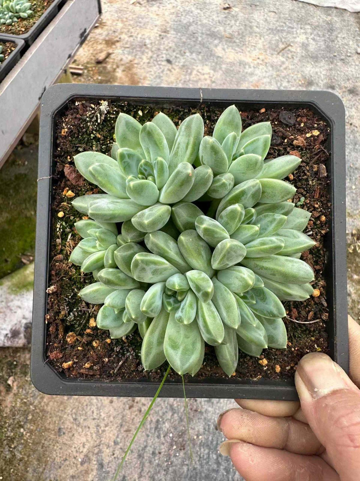 ZAN18×12 ウカセキ 抜き苗 多肉植物 アエオニウム エケベリア 韓国苗