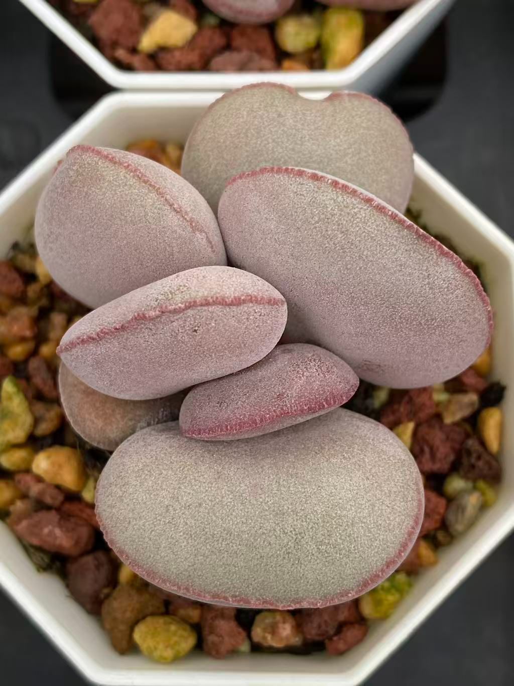 ロホホラ 銀冠玉モンスト カキコ自根 サボテン ロホホラ 銀冠玉綴化