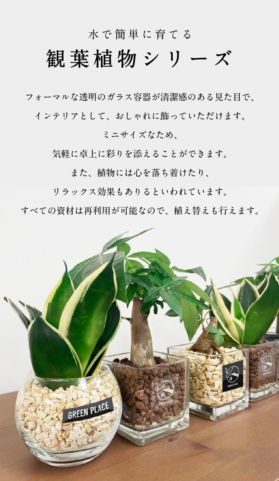 観葉植物 卓上