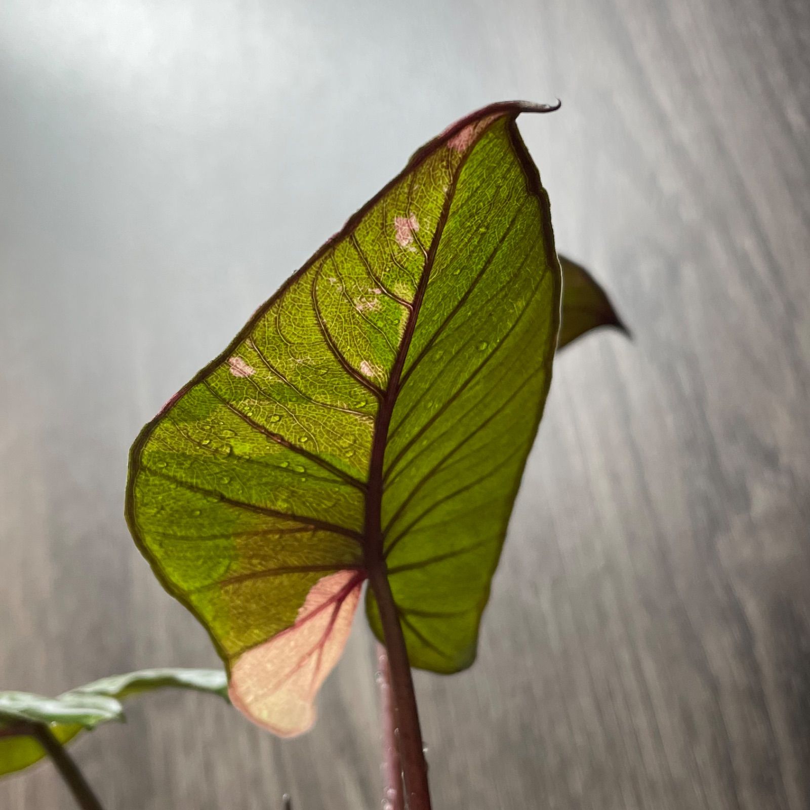 Alocasia serendipity pink variegated アロカシア セレンディピティ ピンク 斑入り - メルカリ