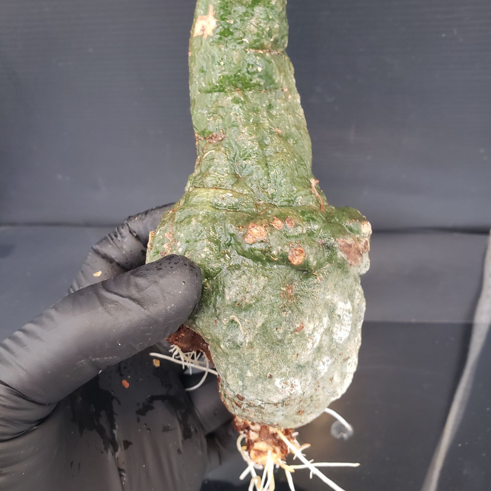 X155【自社・水耕発根株】Adenia クリスタルグリーン（現地球