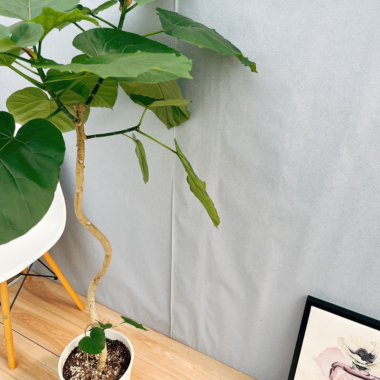 現品］17番 フィカス ウンベラータ 曲がり 8号 観葉植物 室内 大型 