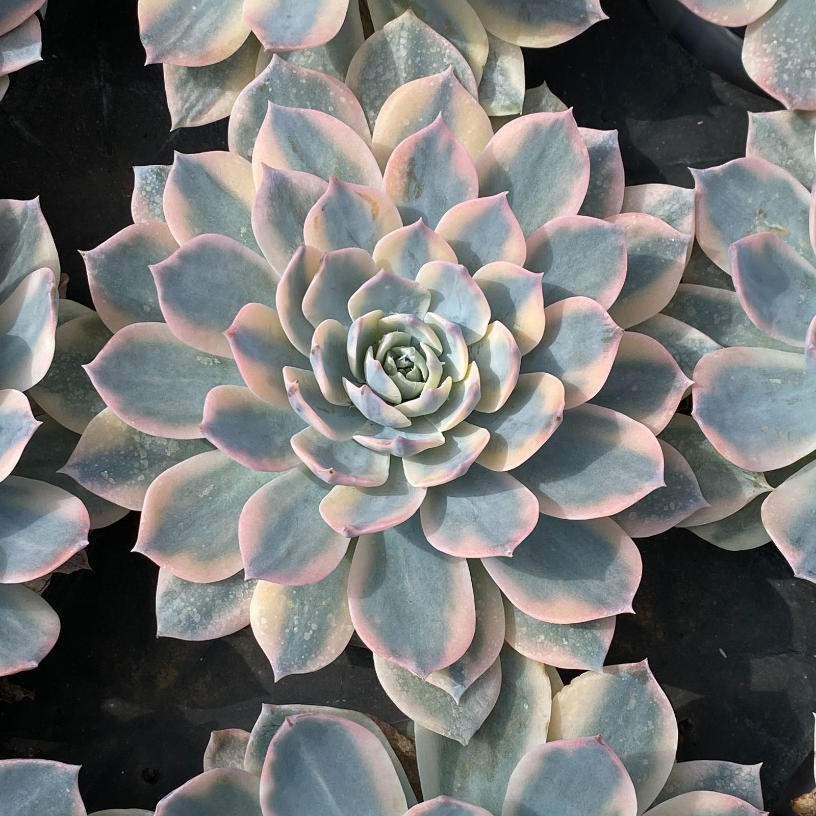 ❤️専用出品❤️ブルーサプライズ錦❤️抜き苗❤️ブルー札 2025年最新】ブルーサプライズ錦の人気アイテム - メルカリ