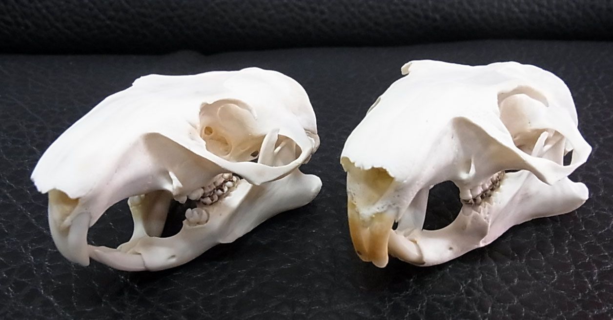 アメリカ便 ウッドチャックの頭骨 - メルカリ