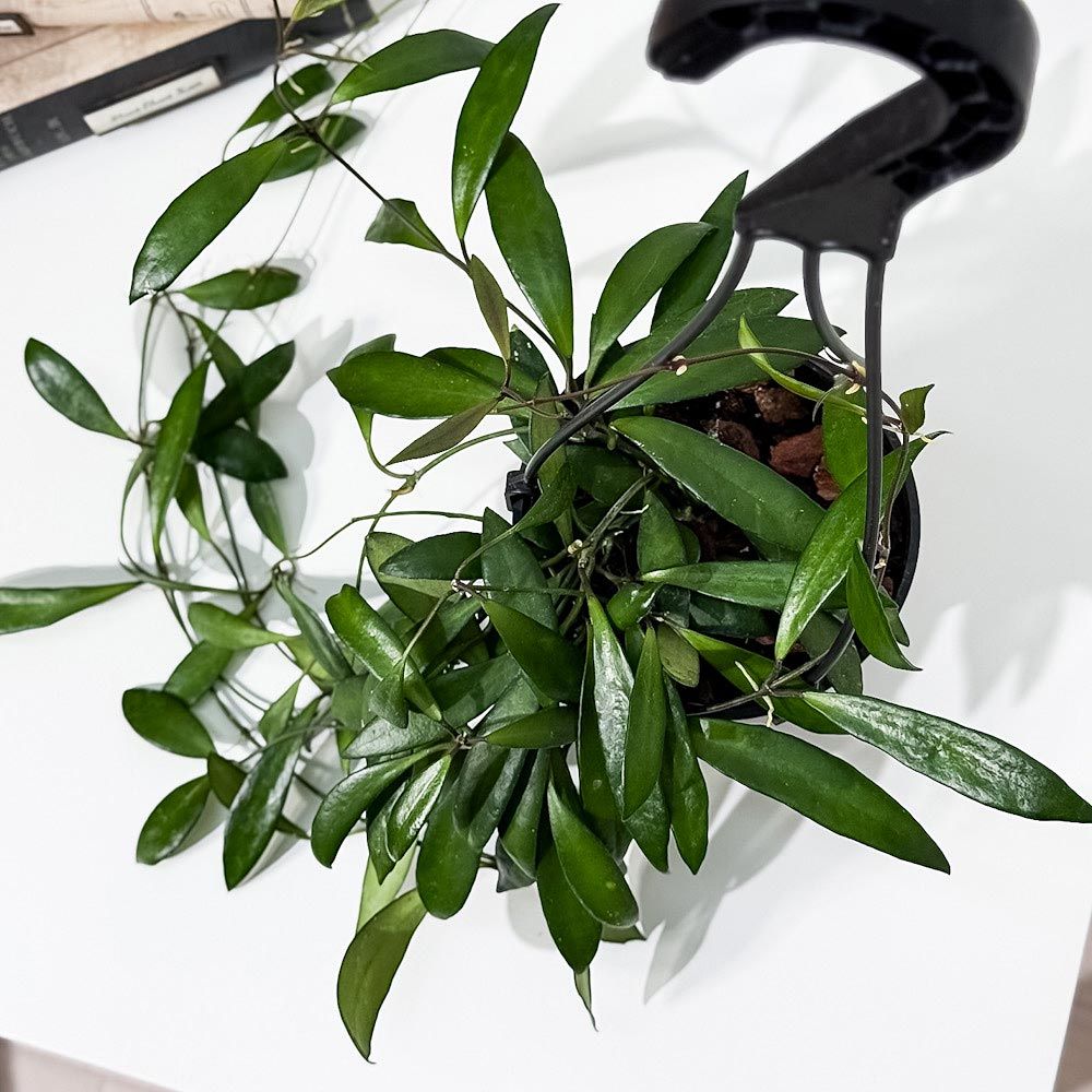 珍種ホヤ Hoya platycaulis サクララン 珍種ホヤ Hoya platycaulis