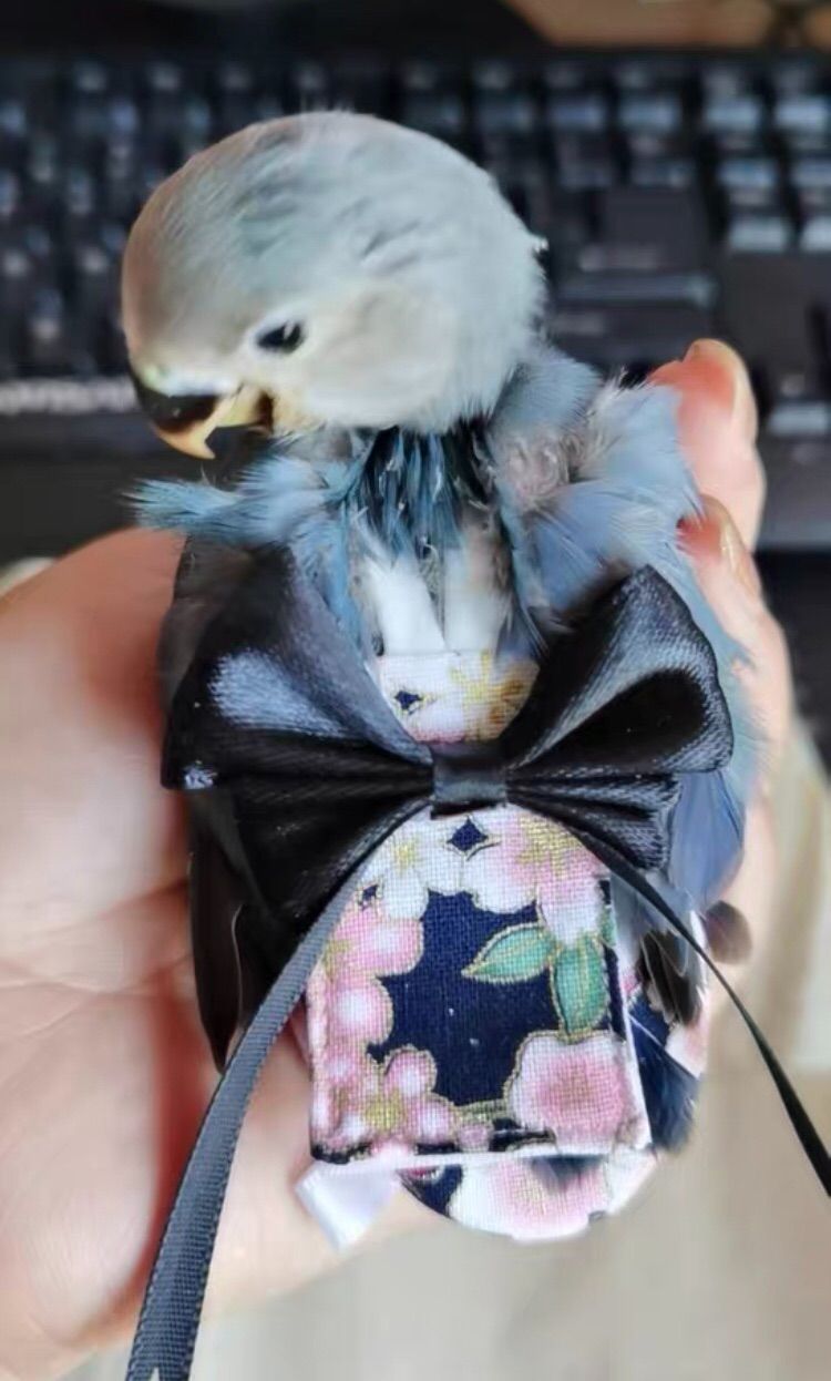 バードスーツ 梅柄 XSサイズ リードセット - メルカリ