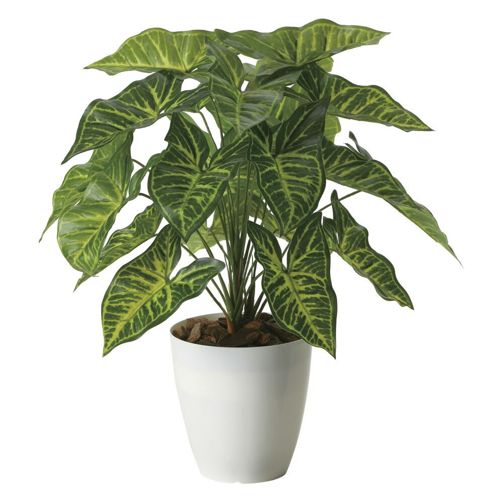 光触媒観葉植物 ライトトネリコ1.0 〔フロアタイプ〕 インテリア