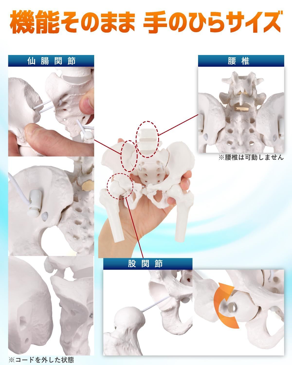 人体模型 骨格標本
