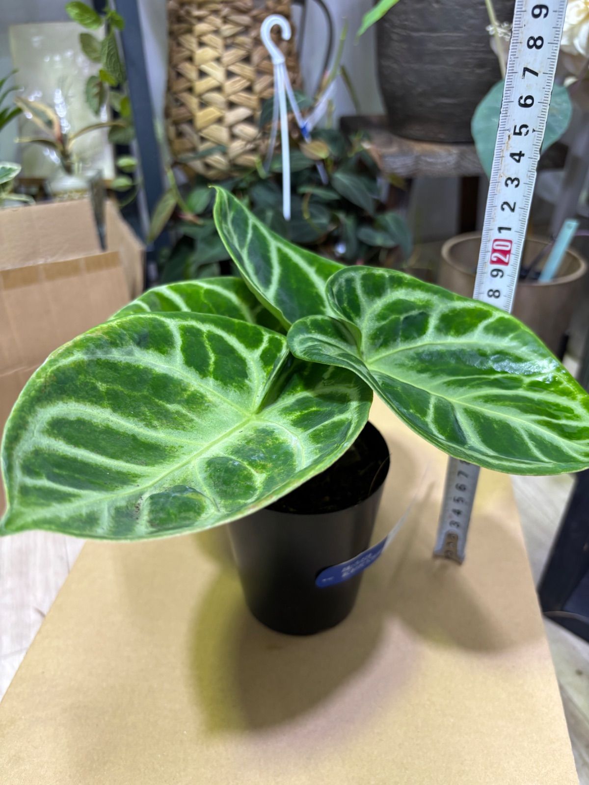 アンスリウム ドラヤキ 3号 観葉植物 インテリア グリーン 花 キレイ ベルベット