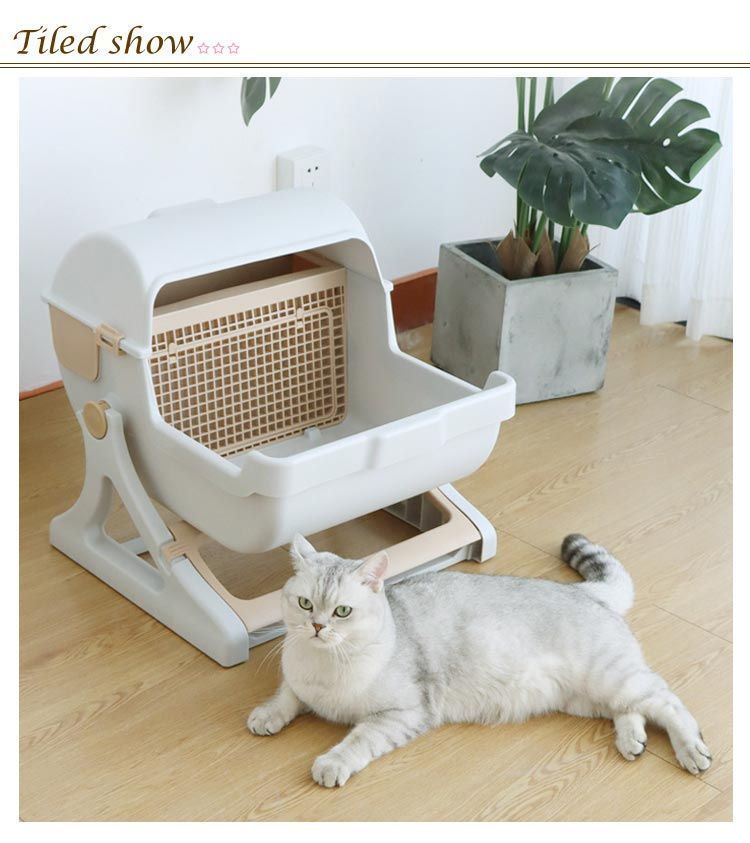 子猫 成猫