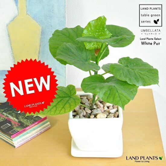 XY04 ポケモンカード XY以前のみ 約5000枚 キラ入り